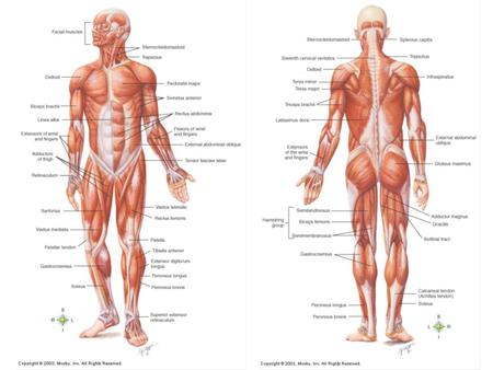 Connective tissue components 1.Endomysium - Muscle fibers are covered with a delicate connective tissue membrane 2.Perimysium - Groups of skeletal muscle.