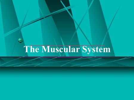 The Muscular System.