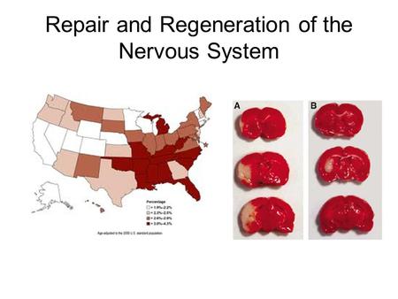 Repair and Regeneration of the Nervous System. What’s Capable of Being Repaired or Regenerated? Whole Neurons Axons Synaptic clefts Neuromuscular junction.