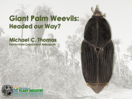 Giant Palm Weevils: Headed our Way? Michael C. Thomas Florida State Collection of Arthropods Giant Palm Weevils: Headed our Way? Michael C. Thomas Florida.