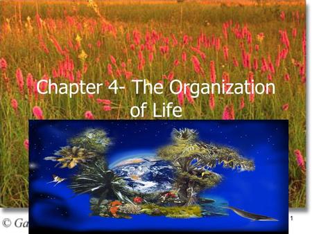 Chapter 4- The Organization of Life