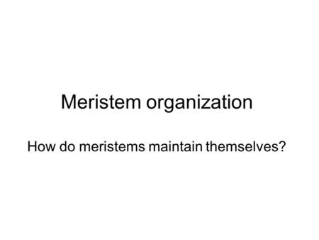 Meristem organization