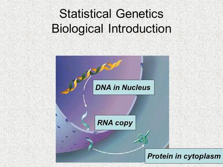 DNA in Nucleus RNA copy Protein in cytoplasm Statistical Genetics Biological Introduction.