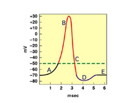 Speed of the nerve impulse