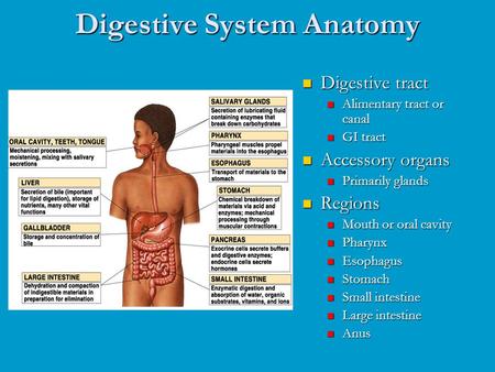 Digestive System Anatomy