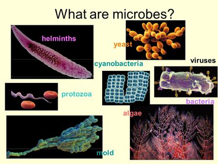 What are microbes? helminths yeast viruses cyanobacteria protozoa