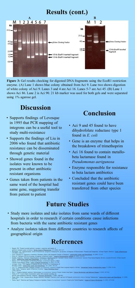 Results (cont.) Figure 3: Gel results checking for digested DNA fragments using the EcoR1 restriction enzyme. (A) Lane 1 shows blue colony obtained from.