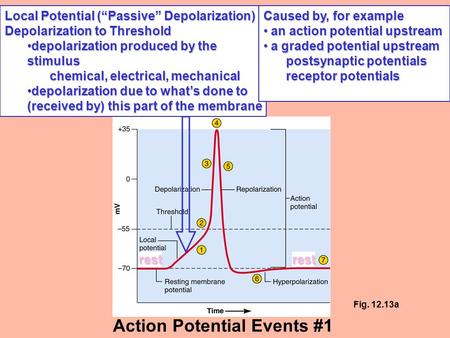 Local Potential (“Passive” Depolarization) Depolarization to Threshold depolarization produced by the stimulusdepolarization produced by the stimulus chemical,