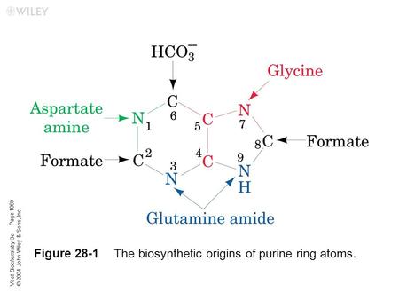 Voet Biochemistry 3e © 2004 John Wiley & Sons, Inc. Figure 28-1The biosynthetic origins of purine ring atoms. Page 1069.