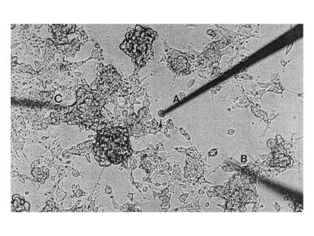 M: molarity: mole/L(solution) m : molality: mol/ 一公斤溶劑 (Kg solvent ) μM=10 -6 M nM=10 -9 M per deciliter=dL=0.1L p.15 G, M, K, d, c, m, μ,n, p ? p.19.