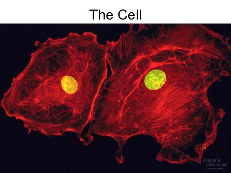 The Cell. I. Cell Theory 1.If its alive, its made of cells. 2. Cells are basic unit of life. 3. Under current conditions, cells come from preexisting.