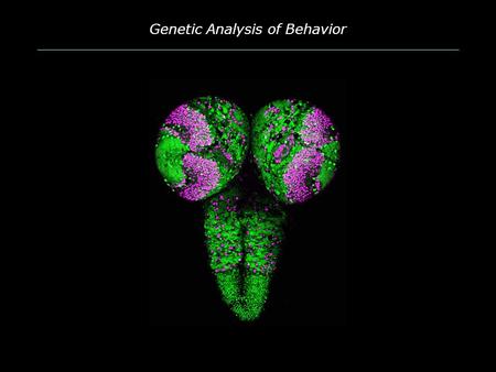 Genetic Analysis of Behavior. Goals and Assumptions  Goal: Begin to dissect circuitry that controls larval (and possibly) behavior  Assumptions:  Larval.