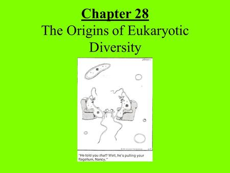 Chapter 28 The Origins of Eukaryotic Diversity.