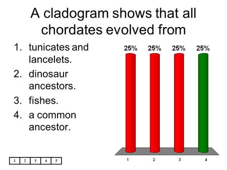 A cladogram shows that all chordates evolved from