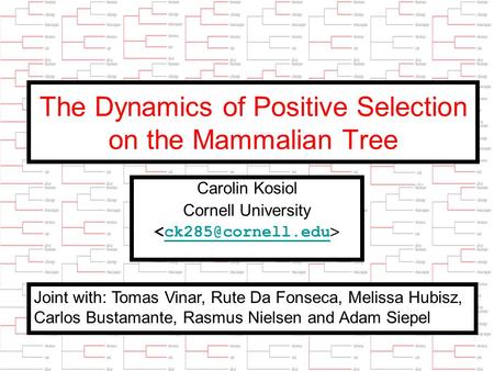 1 The Dynamics of Positive Selection on the Mammalian Tree Carolin Kosiol Cornell University Joint with: Tomas Vinar, Rute Da Fonseca,