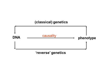 (classical) genetics causality DNA phenotype ‘reverse’ genetics.