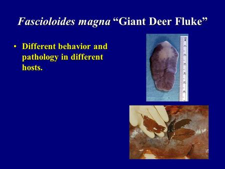 Fascioloides magna “Giant Deer Fluke” Different behavior and pathology in different hosts.Different behavior and pathology in different hosts.