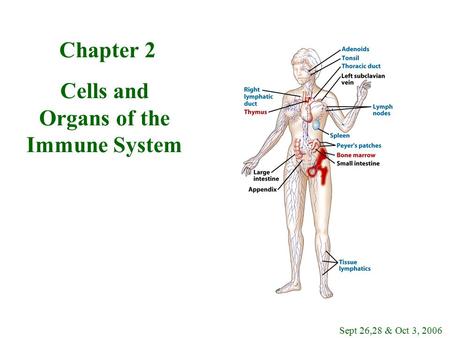 Chapter 2 Cells and Organs of the Immune System Sept 26,28 & Oct 3, 2006.