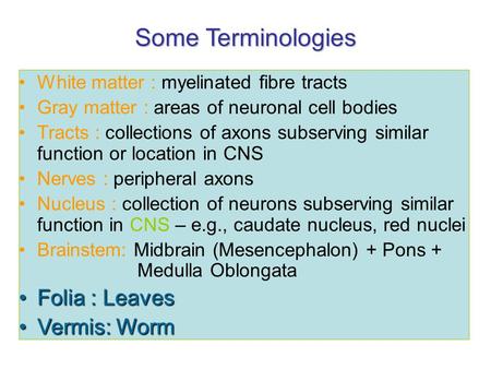 Some Terminologies White matter : myelinated fibre tracts Gray matter : areas of neuronal cell bodies Tracts : collections of axons subserving similar.