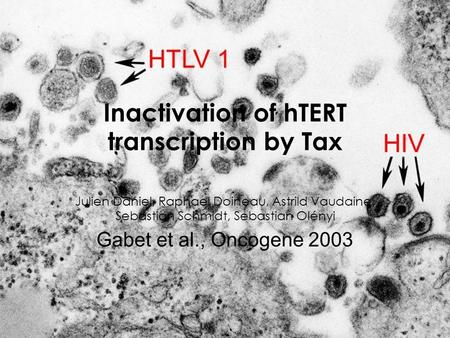 Inactivation of hTERT transcription by Tax Julien Daniel, Raphael Doineau, Astrild Vaudaine, Sebastian Schmidt, Sebastian Olényi Gabet et al., Oncogene.