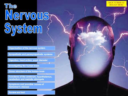 1 Functions of the cerebrum, hypothalamus, cerebellum and medulla oblongata Symptoms and possible causes of Alzheimer’s disease Sympathetic and parasympathetic.