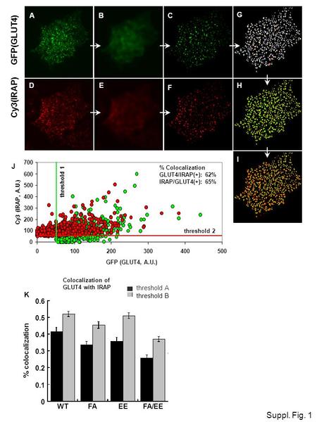 0 100 200 300 400 500 600 700 0100200300400500 GFP (GLUT4, A.U.) Cy3 (IRAP, A.U.) C A BC G H I GFP(GLUT4) Cy3(IRAP) DE F Suppl. Fig. 1 % Colocalization.