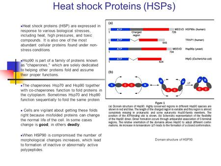 Heat shock Proteins (HSPs) Heat shock proteins (HSP) are expressed in response to various biological stresses, including heat, high pressures, and toxic.