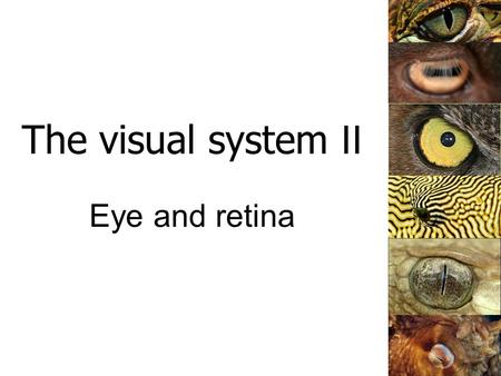 The visual system II Eye and retina. The primary visual pathway From perret-optic.ch.