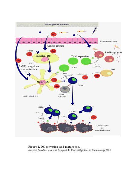 Mature DC Immature DC Antigen capture PAMP recognition and activation T cell expansion B cell expansion Figure 1. DC activation and maturation. Adapted.