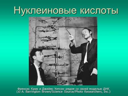 Нуклеиновые кислоты Френсис Крик и Джеймс Уитсон рядом со своей моделью ДНК (© A. Barrington Brown/Science Source/Photo Researchers, Inc.)