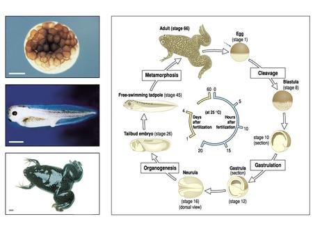 What cellular functions are needed to carry out development?