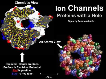 1 Chemical Bonds are lines Surface is Electrical Potential Red is positive Blue is negative Chemist’s Vie w Ion Channels Proteins with a Hole All Atoms.