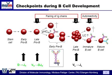 Division of Molecular Immunology, Nikolaus-Fiebiger Center, FAU Erlangen-Nürnberg 1 Late Pro-B Late Pre-B Immature B cell Early Pre-B Stem cell Early Pro-B.