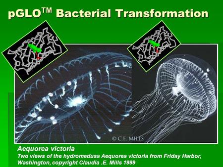 pGLOTM Bacterial Transformation