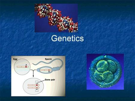 Genetics. Genetics and Behaviour For behaviour to be affected by natural selection, some variation in behaviour must be inherited If not, the characteristics.