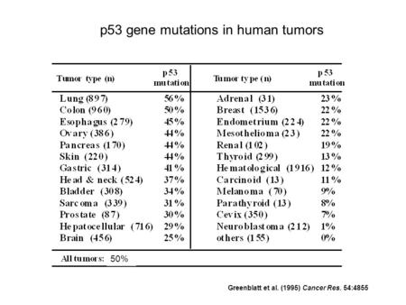 P53 gene mutations in human tumors Greenblatt et al. (1995) Cancer Res. 54:4855 50%