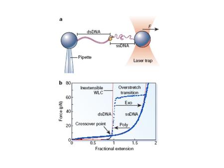 Plectonemic joints are joints in which one molecule is topologically wound around the other molecule. Plectonemic associations of DNA molecules.