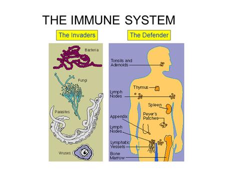 THE IMMUNE SYSTEM The InvadersThe Defender. AntibodiesCytokinesComplementInflammatory mediators COMPONENTS OF THE IMMUNE SYSTEM Cellular components of.