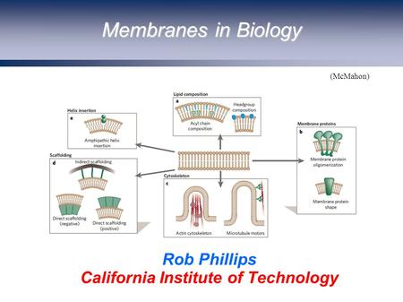 Membranes in Biology Rob Phillips California Institute of Technology (McMahon)