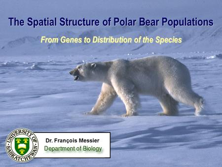 The Spatial Structure of Polar Bear Populations From Genes to Distribution of the Species Dr. François Messier.