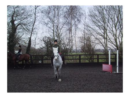 BSc (Hons) Equine Studies Year 1 Equitation (Riding) Combined Practical Skills (Riding) Stud Skills Equine Anatomy & Physiology Equine Nutrition Event.