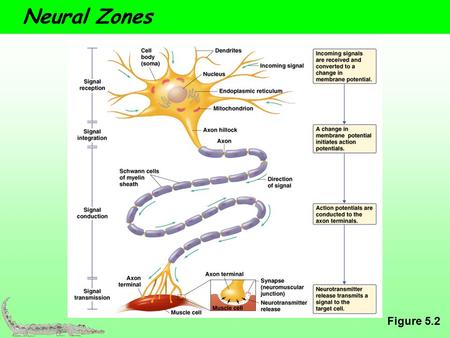 Neural Zones Figure 5.2.