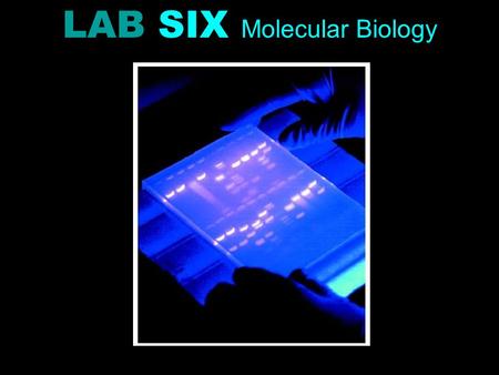 LAB SIX Molecular Biology. Three samples of phage lambda DNA: 1.Digested with EcoRI 2.Digested with HindIII (fragments are of known size) 3.Undigested.