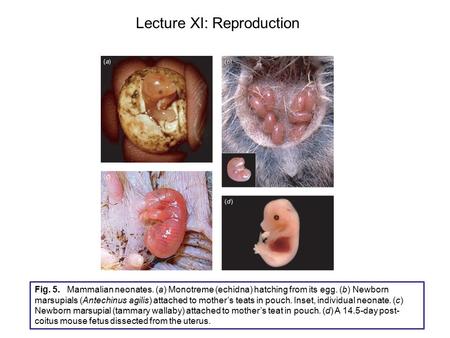 Fig. 5. Mammalian neonates. (a) Monotreme (echidna) hatching from its egg. (b) Newborn marsupials (Antechinus agilis) attached to mother’s teats in pouch.