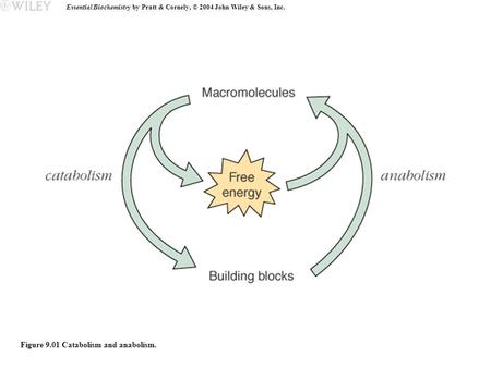 Essential Biochemistry by Pratt & Cornely, © 2004 John Wiley & Sons, Inc. Figure 9.01 Catabolism and anabolism.