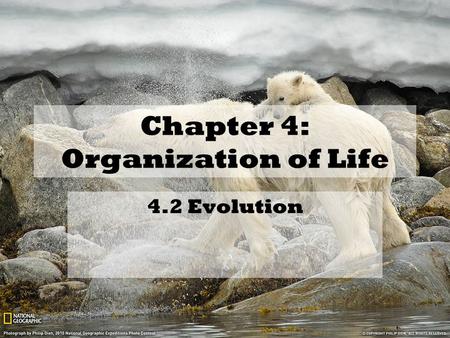 Chapter 4: Organization of Life 4.2 Evolution. Evidence of Evolution Comparative Anatomy –Atavisms A recurrence of a trait from ancestral origin –Small.