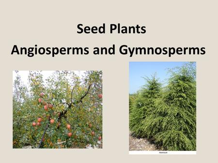 Seed Plants Angiosperms and Gymnosperms.