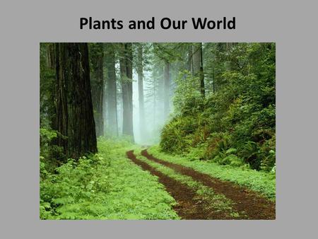 Plants and Our World. Through the process of photosynthesis, plants and algae obtain energy from the sun to convert carbon dioxide and water into sugars.