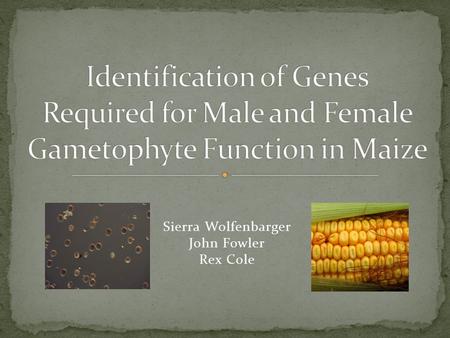 Sierra Wolfenbarger John Fowler Rex Cole. Like most plants it completes an “alternation of generation” Diploid to Haploid to Diploid Haploid stage is.