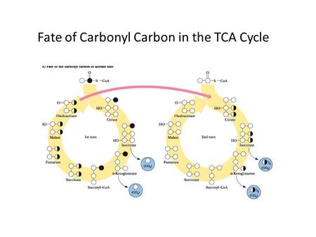 Fate of Carbonyl Carbon in the TCA Cycle. Fate of Methyl Carbon in the TCA Cycle.